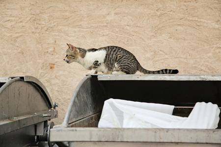Photo is taken in old town Dubai, near Creek. Street cat sitting on a bin, searching for some food.の写真素材