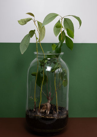 Homegrown Plant in Glass Jarの写真素材