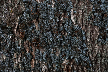 Tree bark texture. Tree bark texture. Tree bark background. Tree bark texture. Tree bark texture....