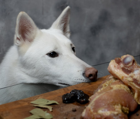 Dog staring at raw marinated ribsの写真素材
