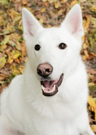 Portrait of a white swiss shepherd dog in the autumn parkの写真素材