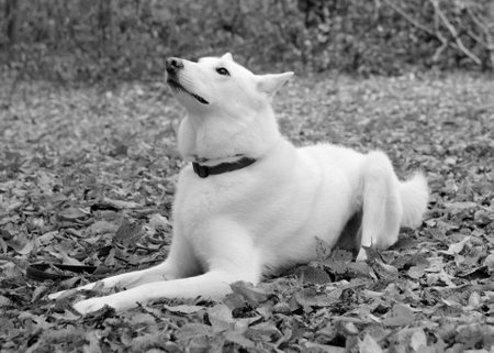 White swiss shepherd dog sitting on the autumn leaves in the park