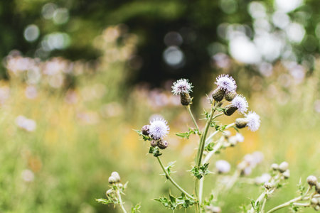Flower in a fieldの写真素材