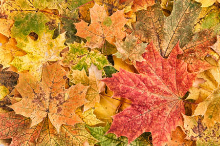 Maple red green yellow autumn leaves scattered