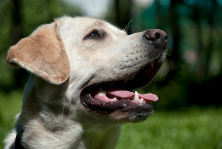 dog golden retriever mouth open