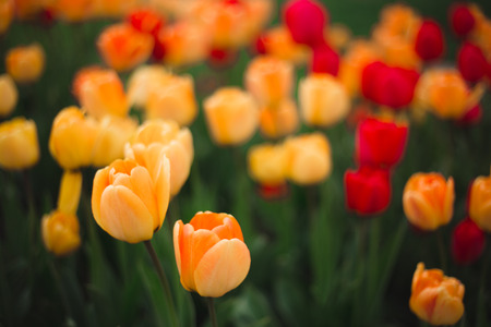 Close-up of multicolored yellow and red tulips flowers in the park on a blurred background