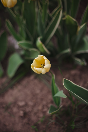 Close-up yellow tulips flowers in the park on a blurred backgroundの写真素材