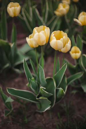 Close-up yellow tulips flowers in the park on a blurred backgroundの写真素材