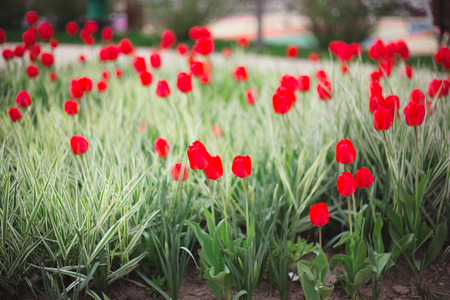 Close-up red tulips flowers among grass and greens on blurred backgroundの写真素材