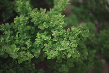 Close-up of green tree bush on flowerbed on the blurred backgroundの写真素材