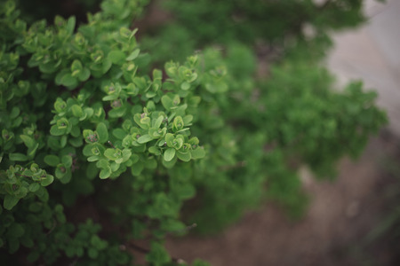 Close-up of green tree bush on flowerbed on the blurred backgroundの写真素材