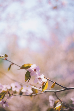 Close up sakura bloom, cherry blossom, cherry tree on a branch on a blurred blue sky backgroundの写真素材