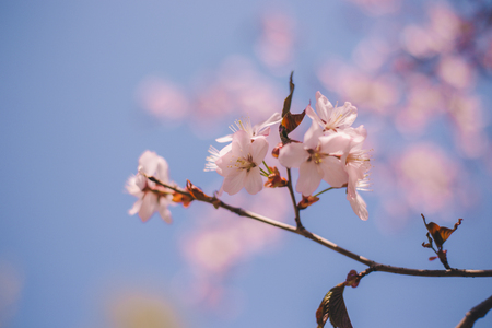 Close up sakura bloom, cherry blossom, cherry tree on a branch on a blurred blue sky backgroundの写真素材