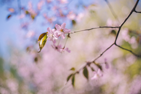 Close up sakura bloom, cherry blossom, cherry tree on a branch on a blurred blue sky backgroundの写真素材