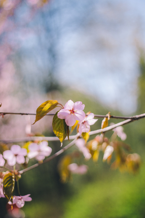 Close up sakura bloom, cherry blossom, cherry tree on a branch on a blurred green tree and blue sky backgroundの写真素材