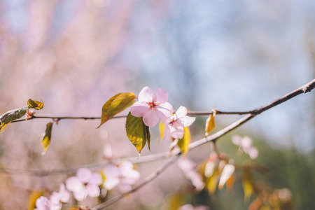 Close up sakura bloom, cherry blossom, cherry tree on a branch on a blurred green tree and blue sky backgroundの写真素材