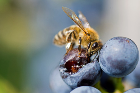 Bee on Grapes Close Up. Honey Bee Sucks Nectar From Purple Grapes Macro.の写真素材