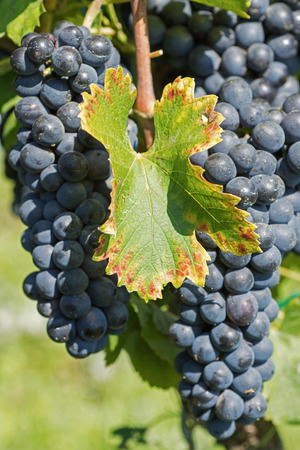 Grapes Hang From a Vine. Organic Grapes in Autumn. Vineyards on a Sunny Day in Autumn Harvest.の写真素材