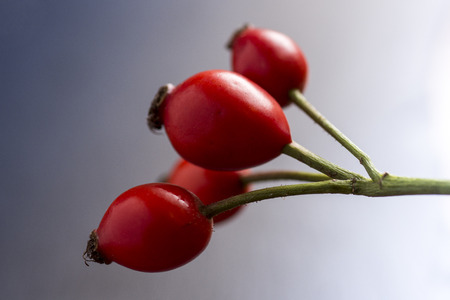 Rose Hips on Branch Close Up. Dog Roses on Dark Background.の写真素材