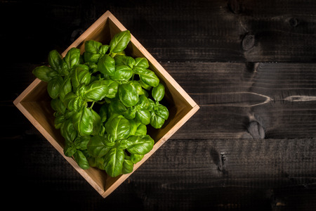 Fresh Green Organic Basil in Flowerpot on Wooden Backgroundの写真素材