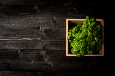 Fresh Green Organic Basil in Flowerpot on Wooden Backgroundの写真素材