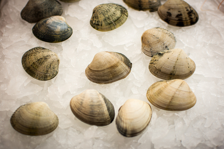 Pile of Fresh Seafood Clams on Ice Close Up Background. Healthy Eating.