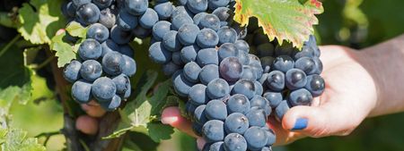 Hand Holding Fresh Red Bunch of Grapes in the Vineyard. Vineyards at in Autumn Harvest.
