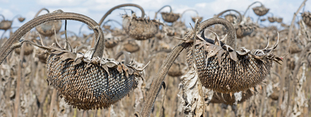 Withered Sunflowers in the Autumn Field Against Blue Sky. Ripened Dry Sunflowers Ready for Harvesting.の写真素材