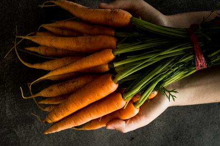 Female Hands Holding Organic Nantes Carrots.の写真素材