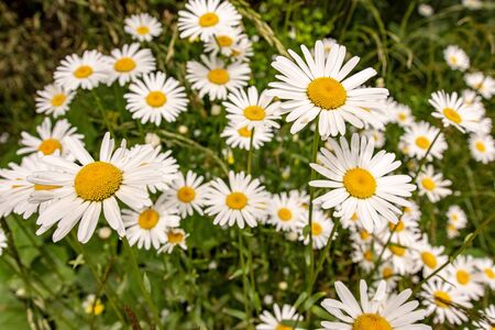 Nature and Gardening Concept. Wild White Daisy Flowers on Green Mountain Meadow.の写真素材