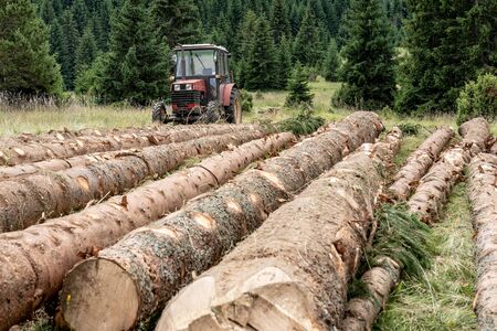 Red Tractor Pulling Tree Logs for Timber Industry. Felling of the Green Forest.の写真素材