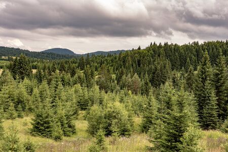 Pine Trees Forest Landscape and Green Meadow with Cloudy Sky. Tara National Park.の写真素材