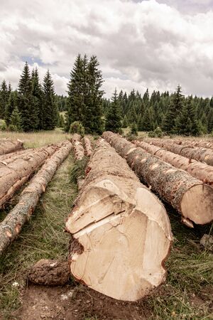 Felled Pine Trees in Forest. Deforestation Environmental Damage. Nature Destruction.