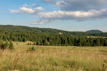 Forest Pine Trees Landscape and Green Meadow with Blue Cloudy Sky. National Park Tara.
