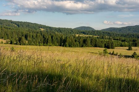 Forest Pine Trees Landscape and Green Meadow with Blue Cloudy Sky. National Park Tara.の写真素材