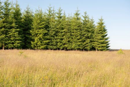 Forest Pine Trees Landscape and Green Meadow with Blue Cloudy Sky. National Park Tara.の写真素材