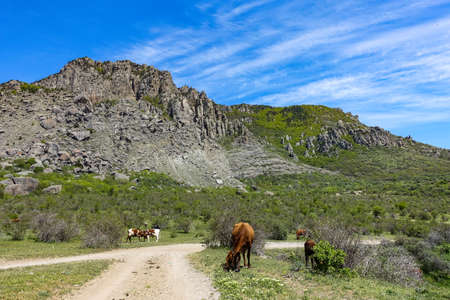 Horses on the background of ancient limestone high rounded mountains in an air haze. Demerdzhi. Crimea.の写真素材
