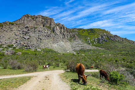 Horses on the background of ancient limestone high rounded mountains in an air haze. Demerdzhi. Crimea.の写真素材