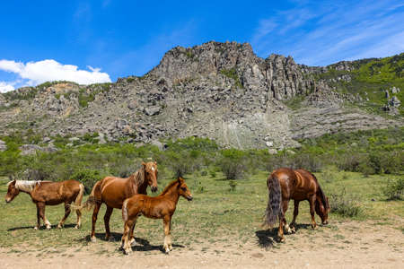 Horses on the background of ancient limestone high rounded mountains in an air haze. Demerdzhi. Crimea.の写真素材