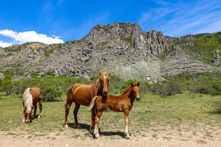 Horses on the background of ancient limestone high rounded mountains in an air haze. Demerdzhi. Crimea.の写真素材