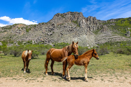 Horses on the background of ancient limestone high rounded mountains in an air haze. Demerdzhi. Crimea.の写真素材