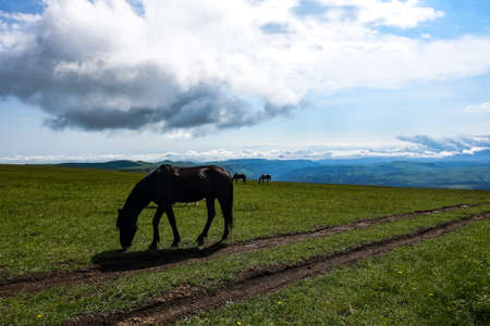 Horses on the Bermamyt plateau in the Karachay-Cherkess Republic.の写真素材