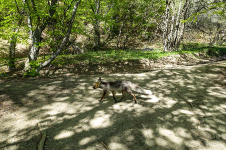 A gray fox with brown eyes in the mountains of Crimea. The Demerji array. May 2021.