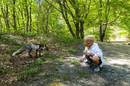A gray fox with brown eyes in the mountains of Crimea. The Demerji array. May 2021.