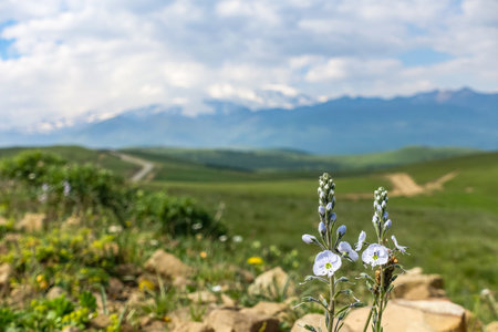The high-mountain road to the tract of Jily-Su. Kabardino-Balkaria. Russia.の写真素材