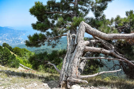 Picturesque view of the city of Yalta and the Black Sea from Ai Petri mountain in the Crimea.の写真素材