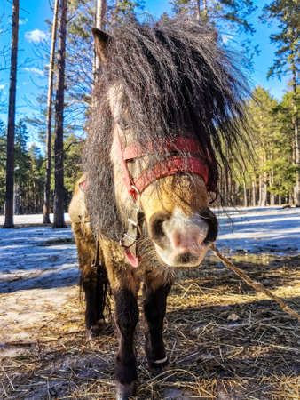 A beautiful pony in a sunny pine forest. Russia.の写真素材