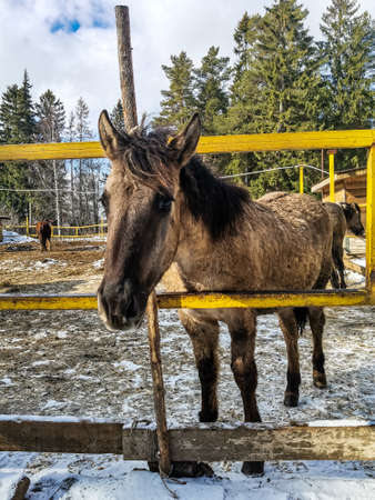 A beautiful horse in a spring pine forest. winter forest. Russia.