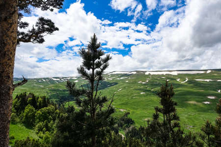 A forest standing by the rocks, overlooking the Alpine meadows. The Lago-Naki plateau in Adygea....
