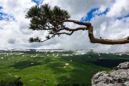 A forest standing by the rocks, overlooking the Alpine meadows. The Lago-Naki plateau in Adygea. Russia.の写真素材